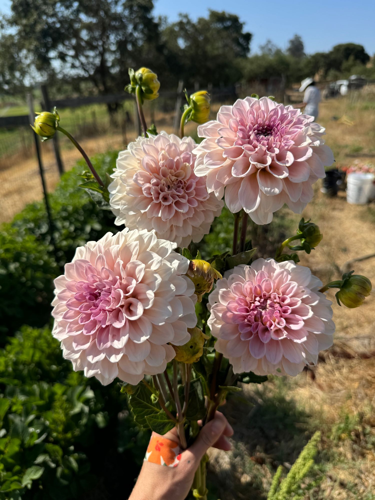 DAHLIA Sweet Nathalie