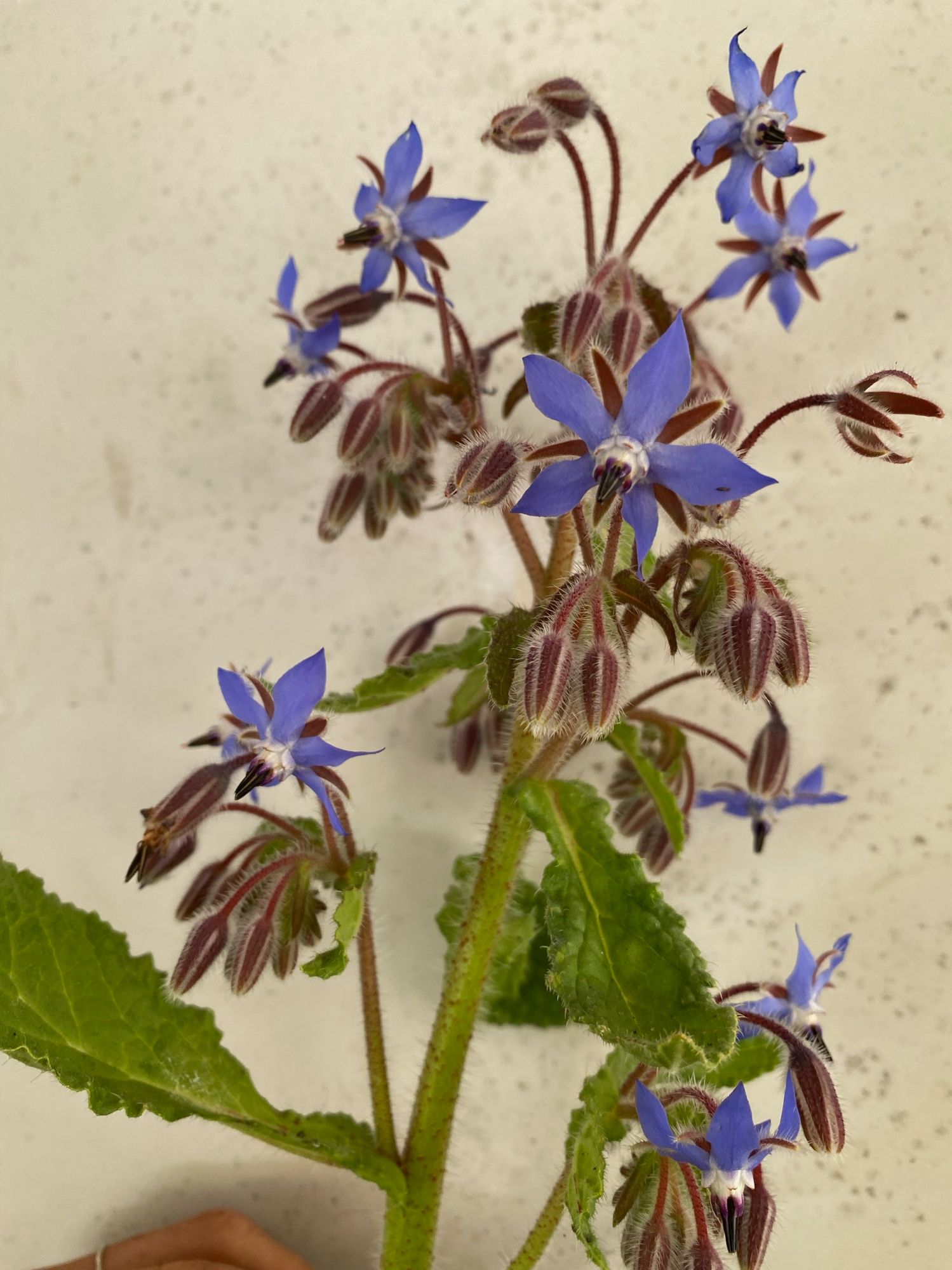 BORAGO officinalis