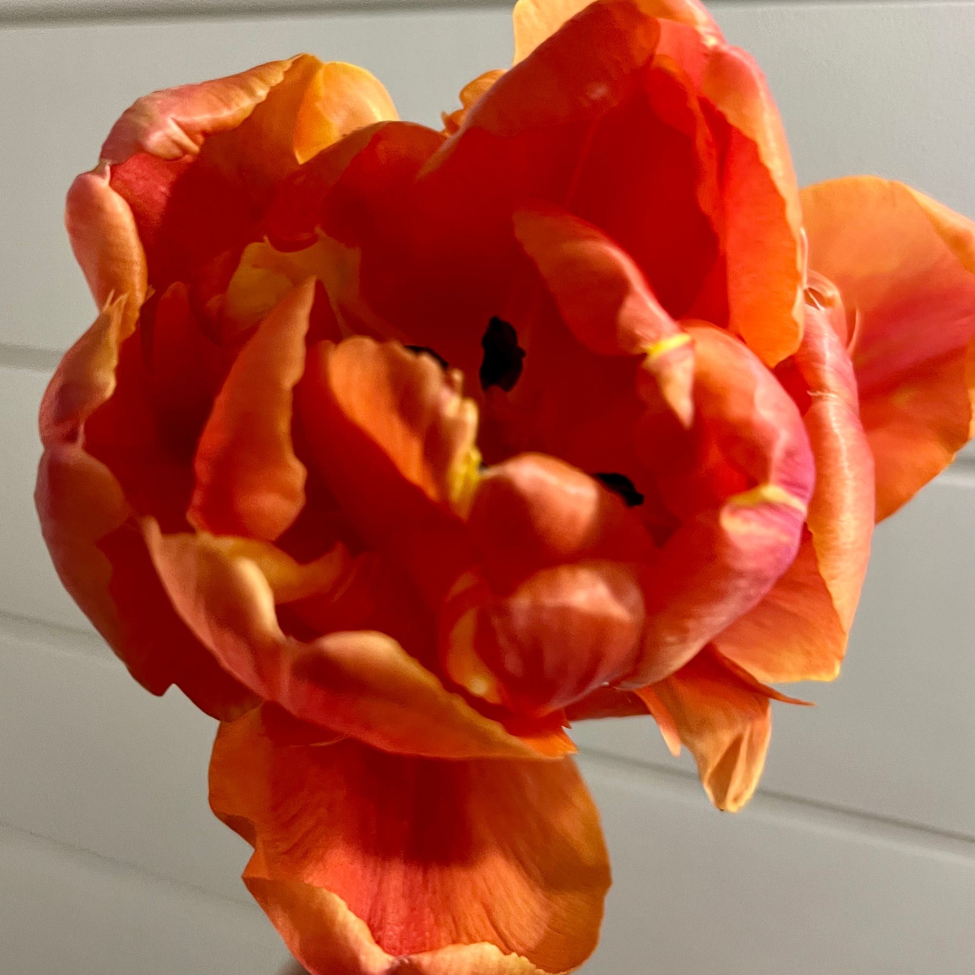 TULIPA Icoon