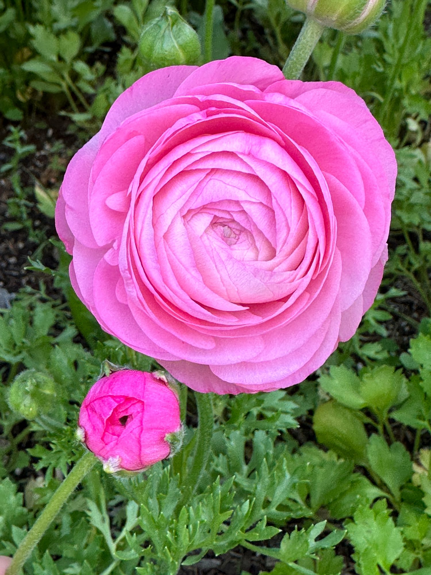 RANUNCULUS