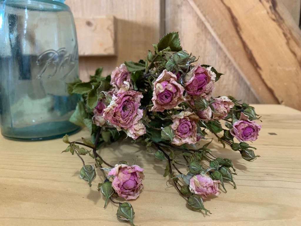 ROSA x Reminiscent Pink Rose