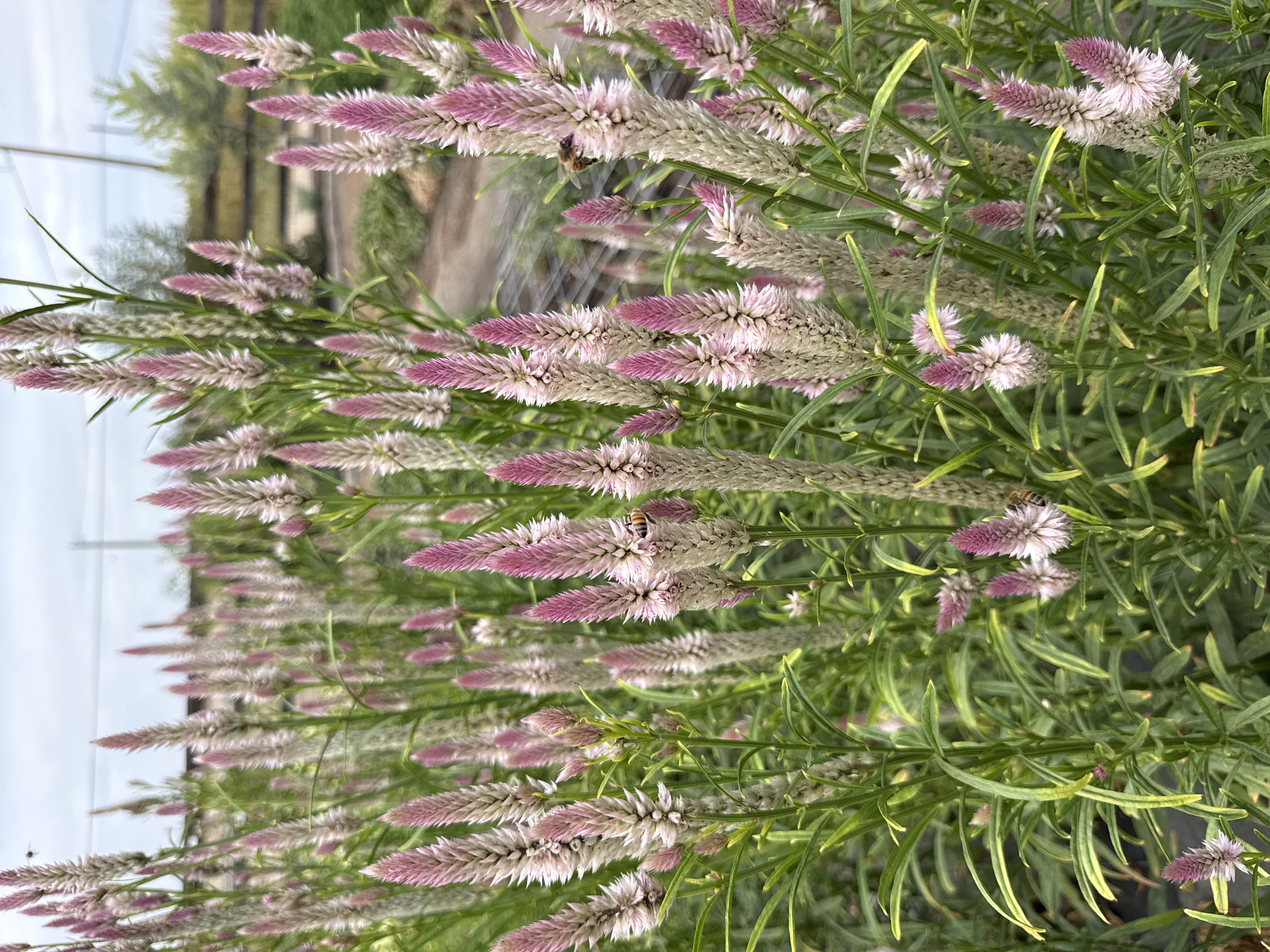 CELOSIA argentea spicata Flamingo Feather