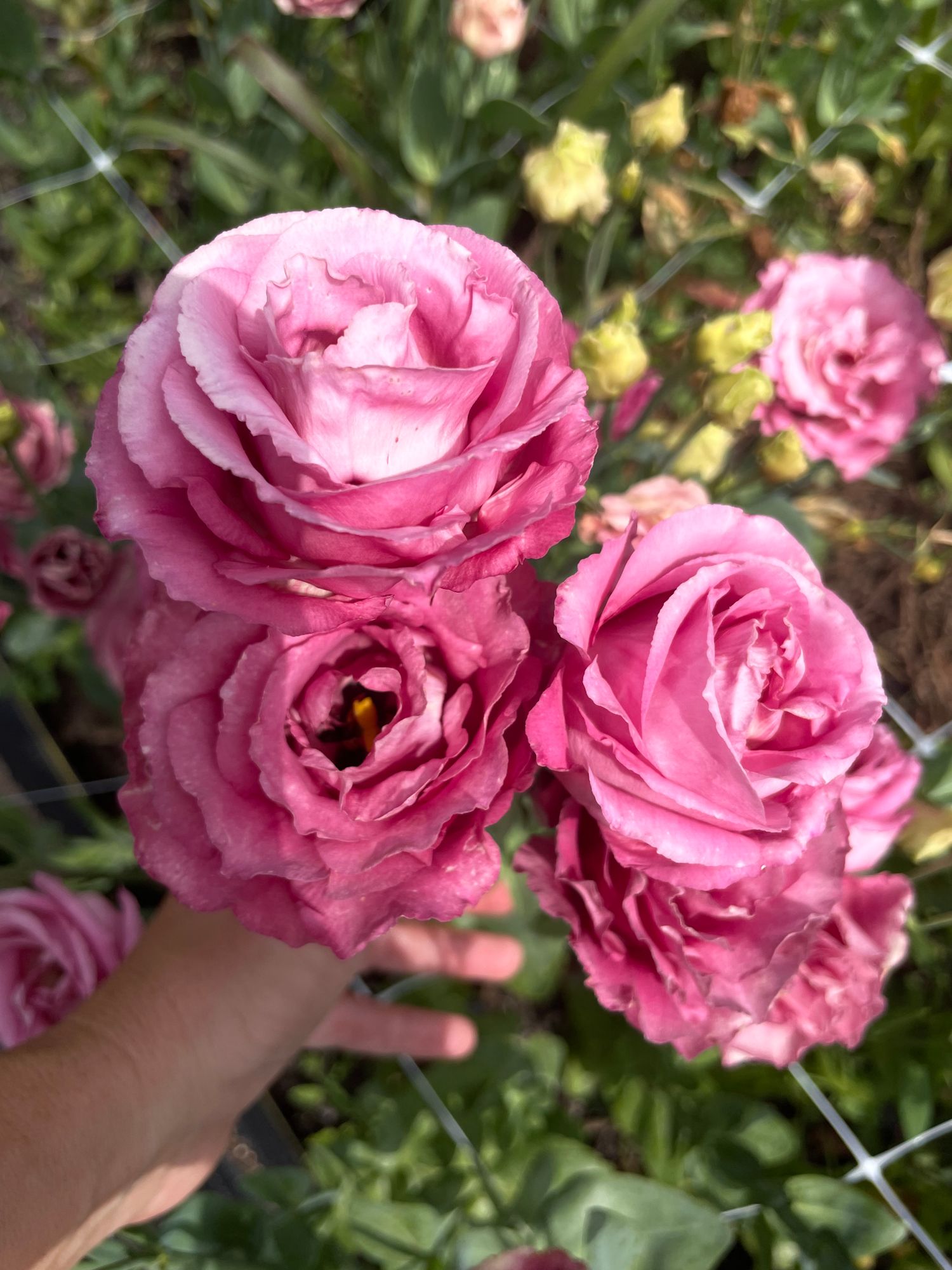 EUSTOMA grandiflorum ABC 3