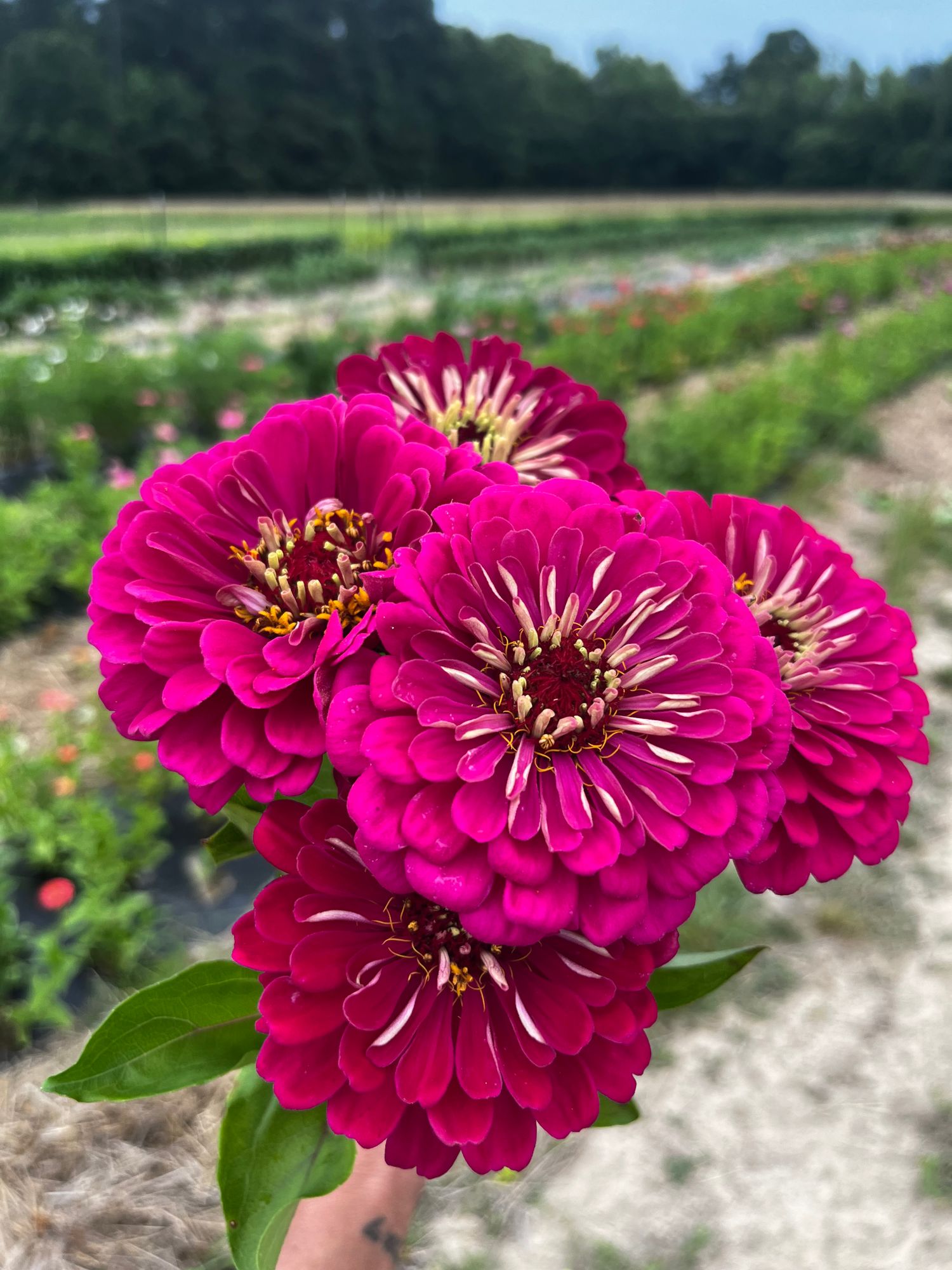 ZINNIA elegans Benarys Giant Wine