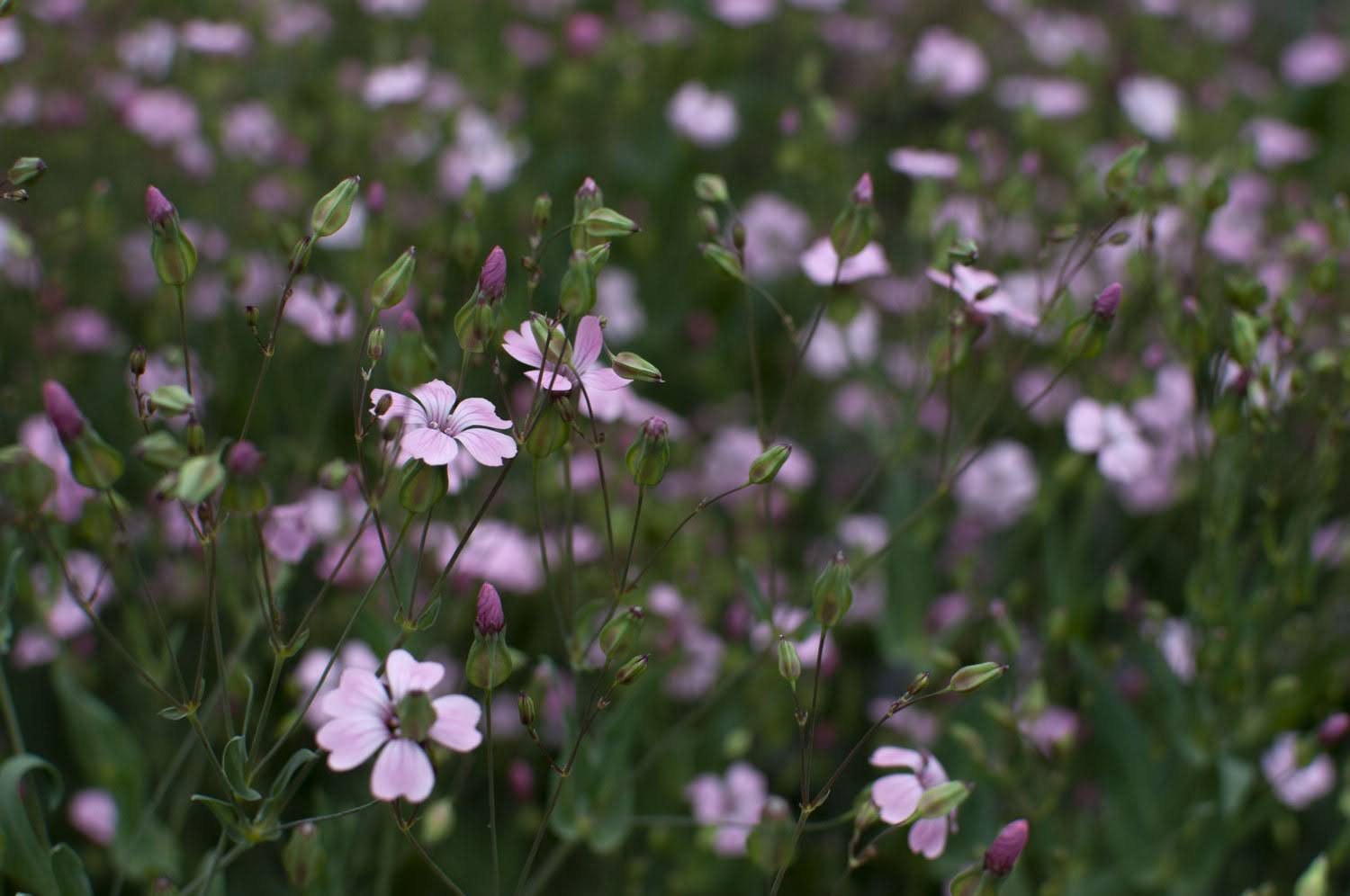 VACCARIA hispanica Beauty Pink
