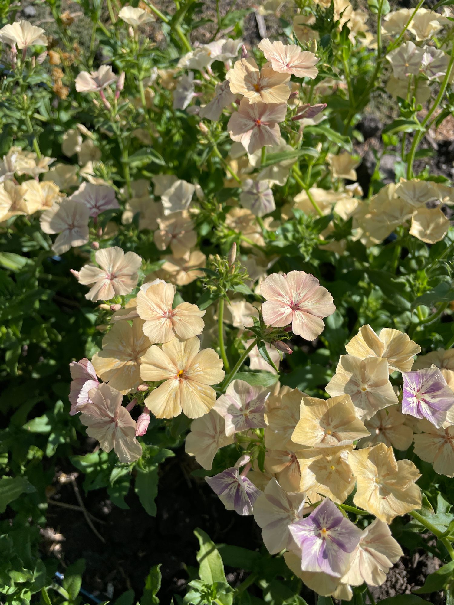 PHLOX drummondii Creme Brulee