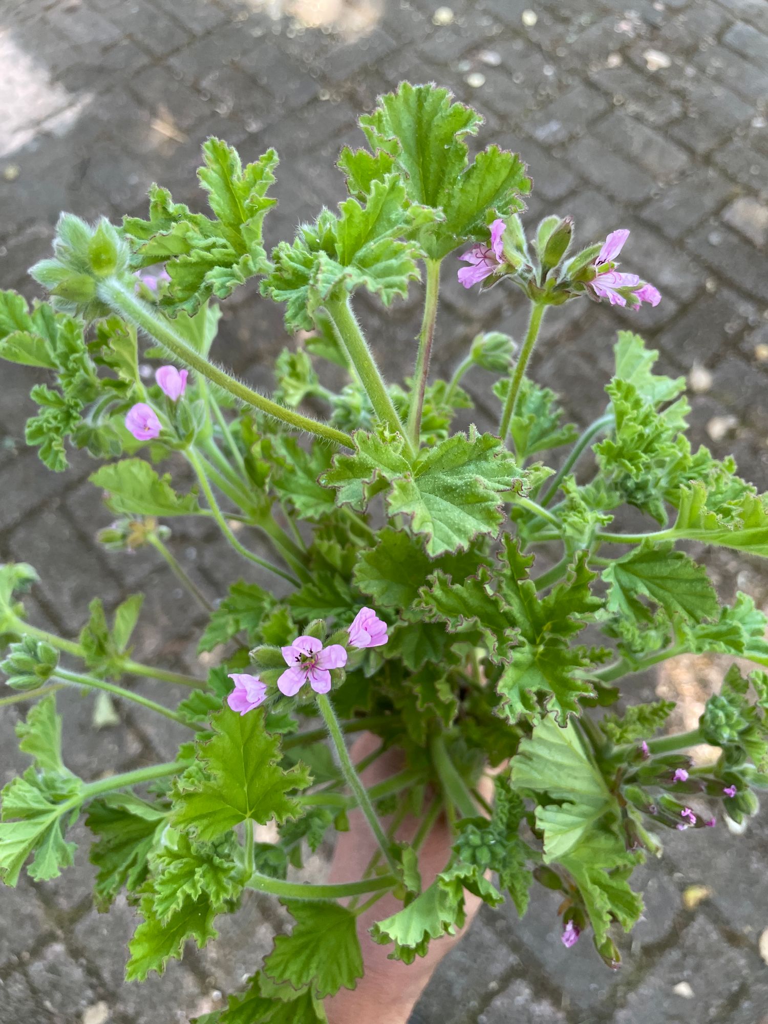 PELARGONIUM Attar of Rose