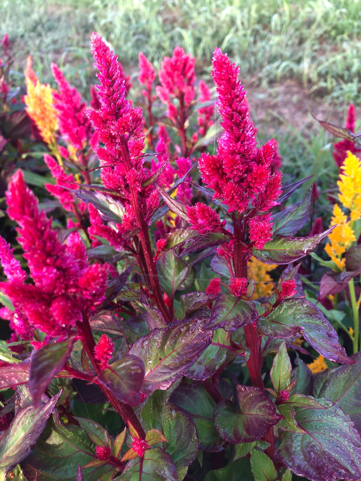 CELOSIA argentea var. plumosa Sunday Wine Red