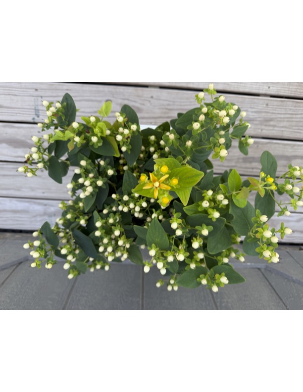 HYPERICUM x Globo Champagne