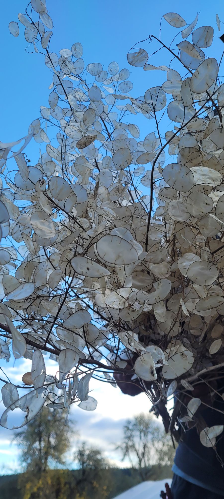 LUNARIA annua