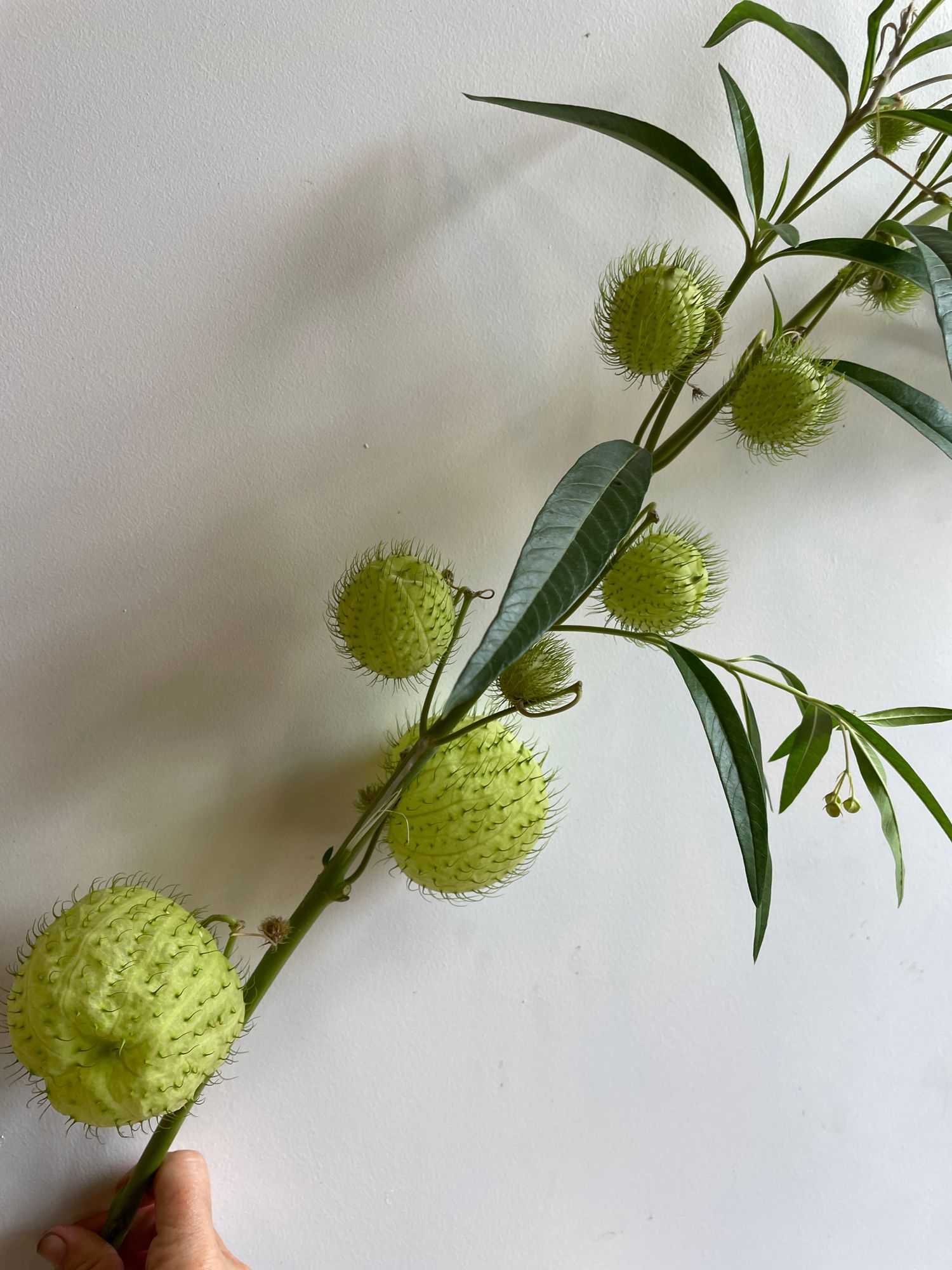 GOMPHOCARPUS physocarpus Oscar