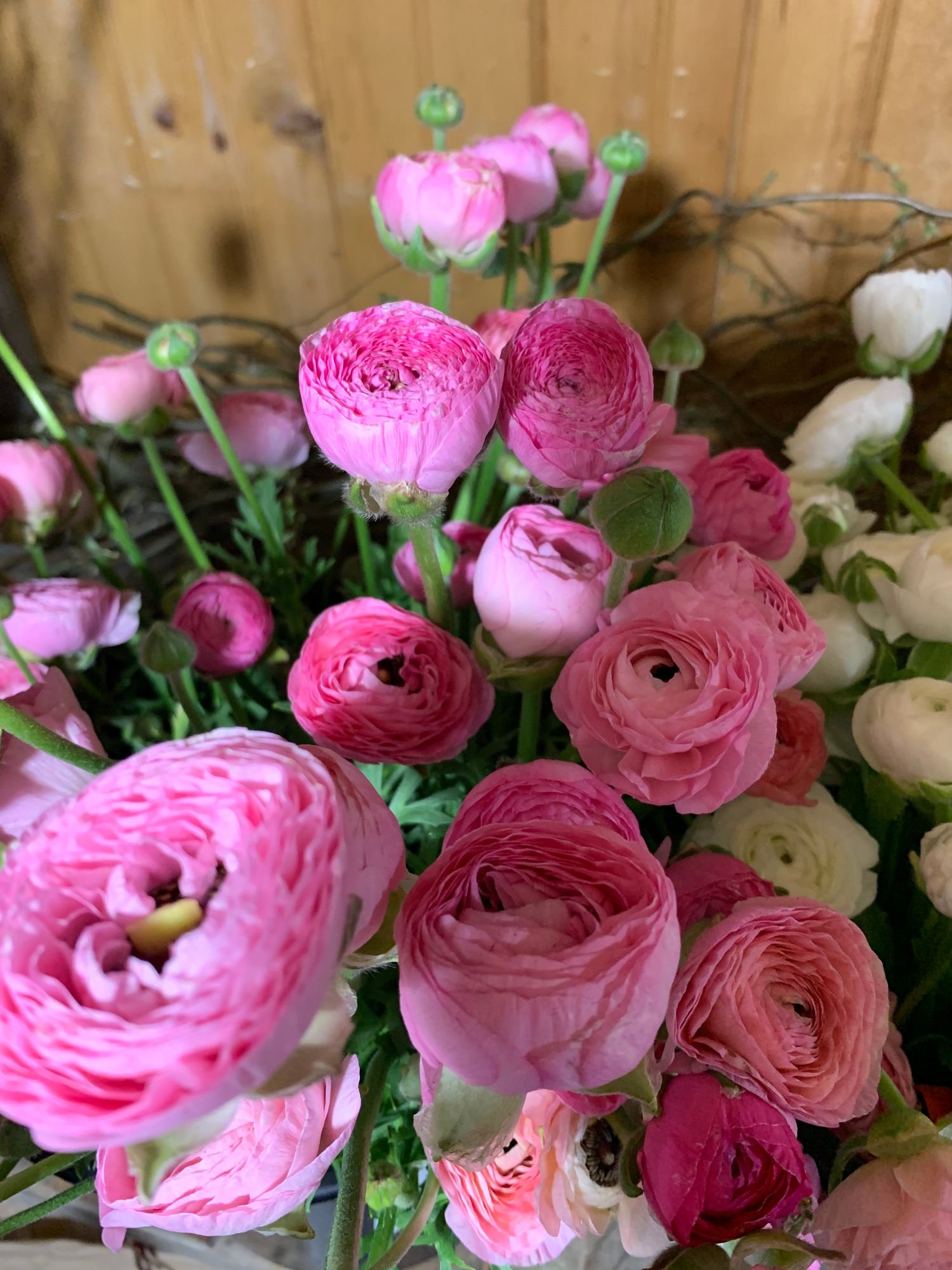 RANUNCULUS