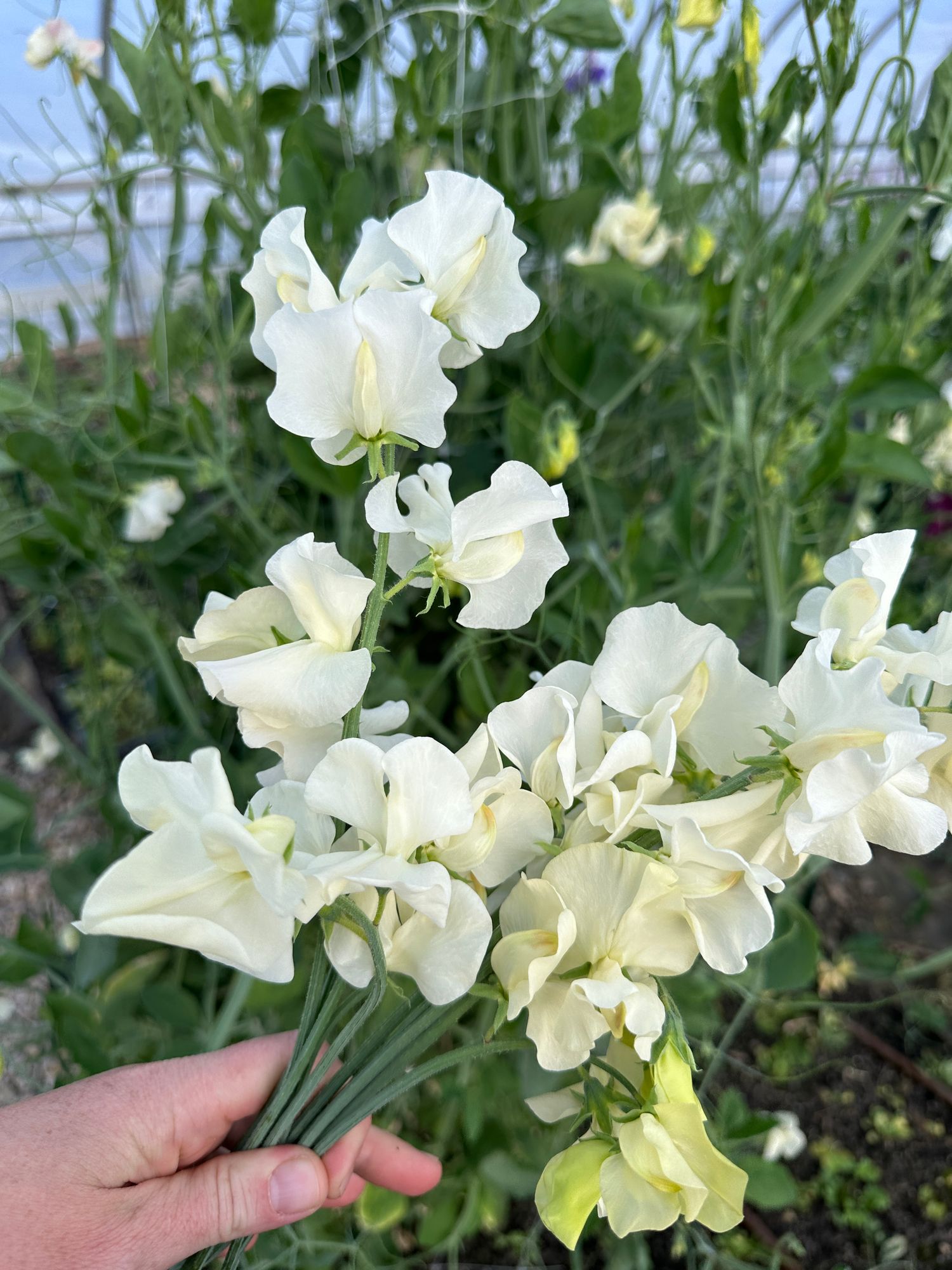 LATHYRUS odoratus Elegance