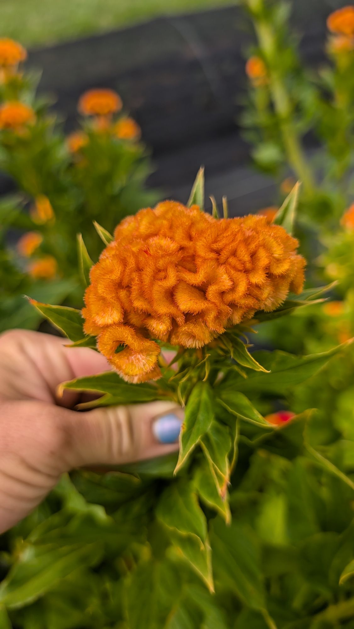 CELOSIA argentea var. cristata Orange Queen