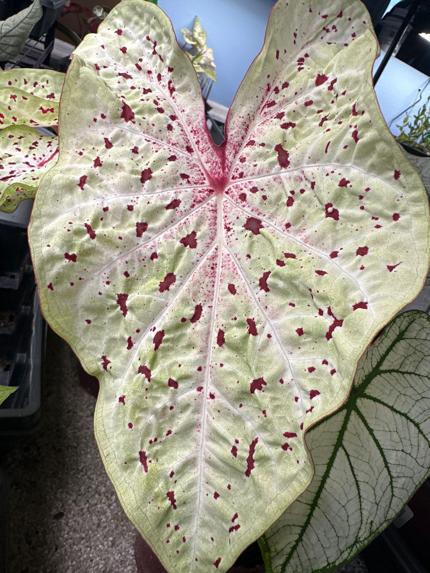 Caladium miss muffet