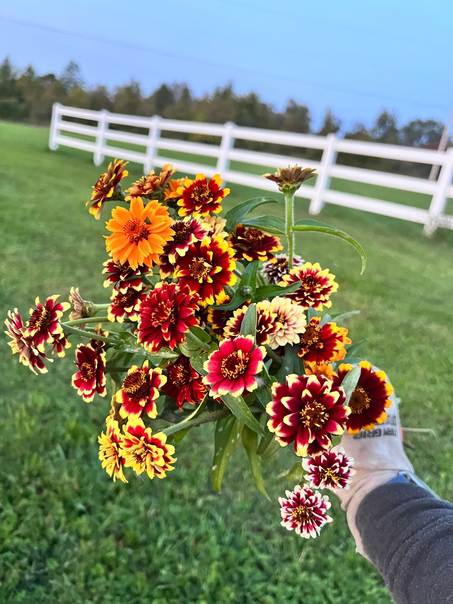 ZINNIA haageana Persian Carpet