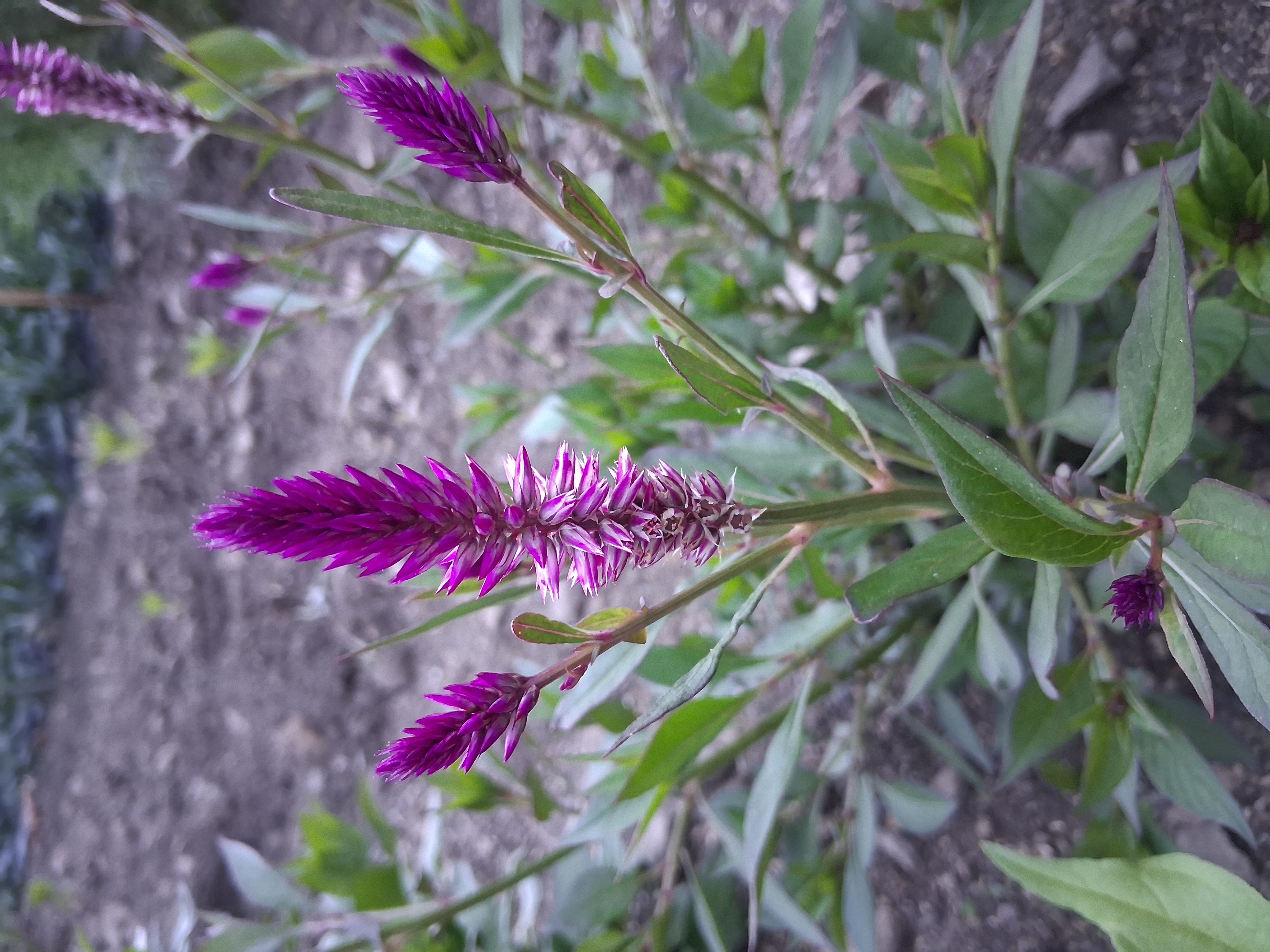 CELOSIA argentea spicata