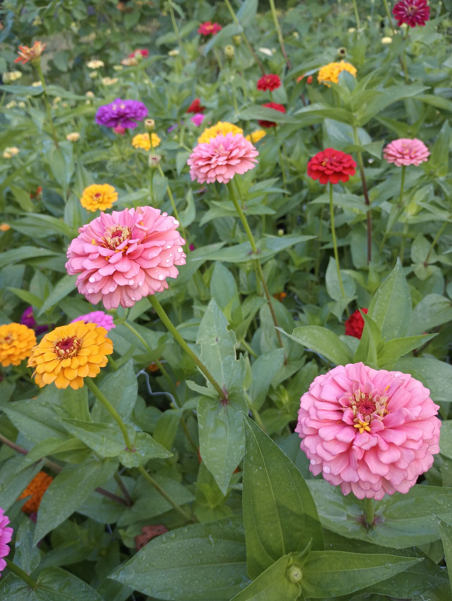 ZINNIA elegans Oklahoma Series
