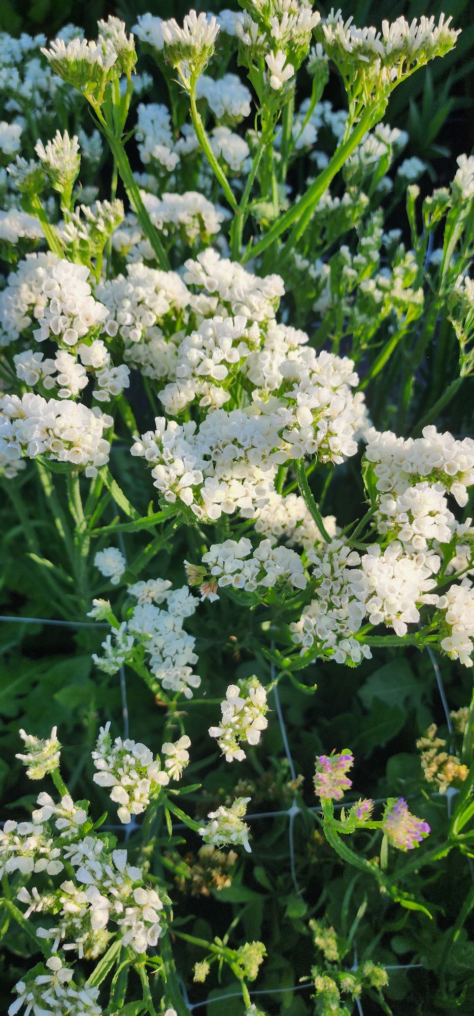 LIMONIUM sinuatum Seeker