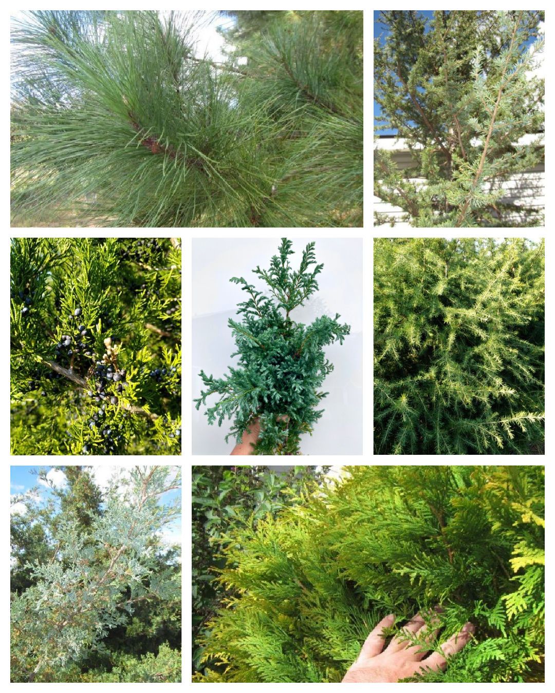 Specialty Evergreen Bale