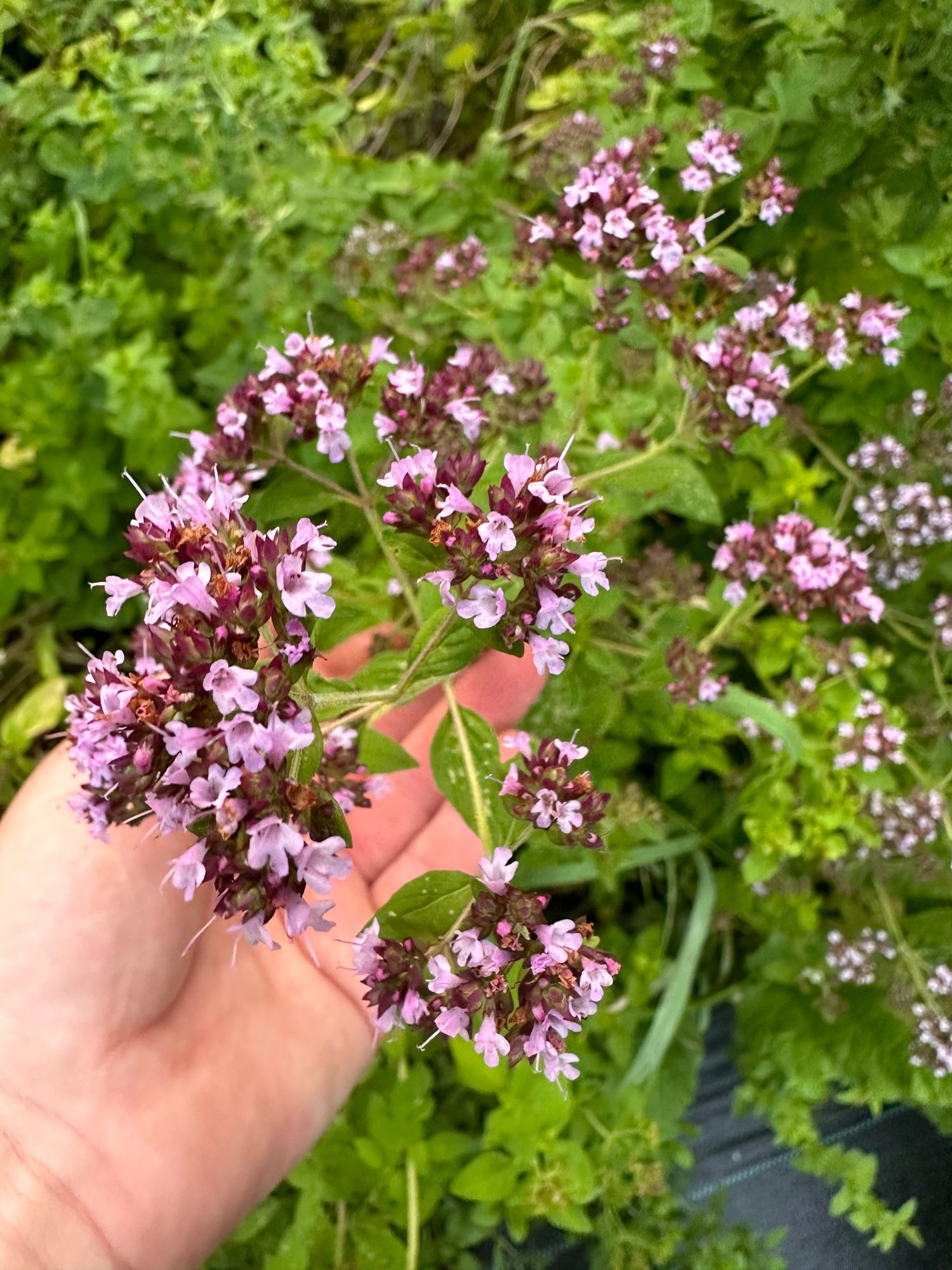 ORIGANUM vulgare ssp. hirtum