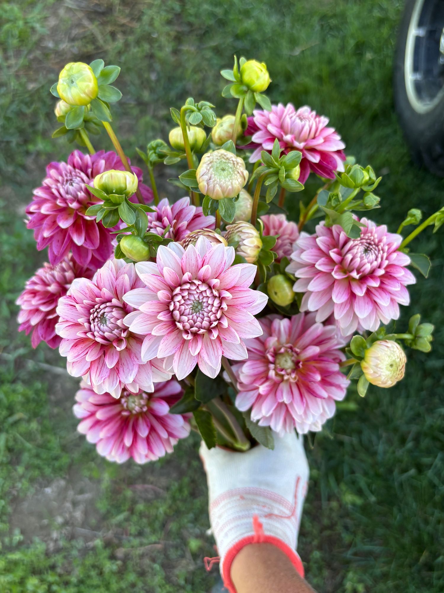 DAHLIA Strawberry Cream