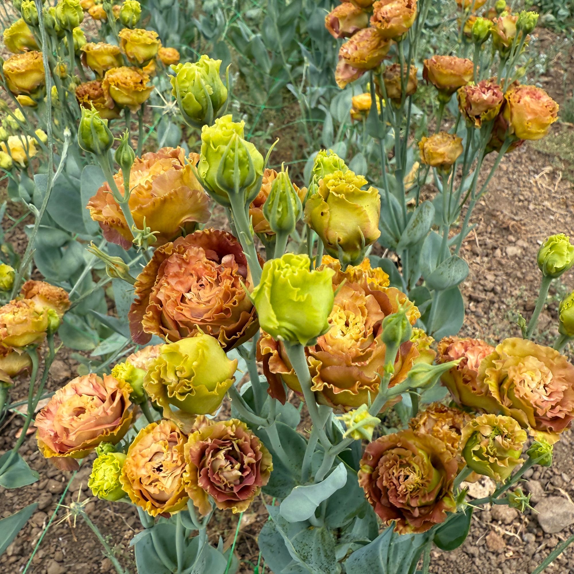 EUSTOMA grandiflorum Rosanne Terracotta