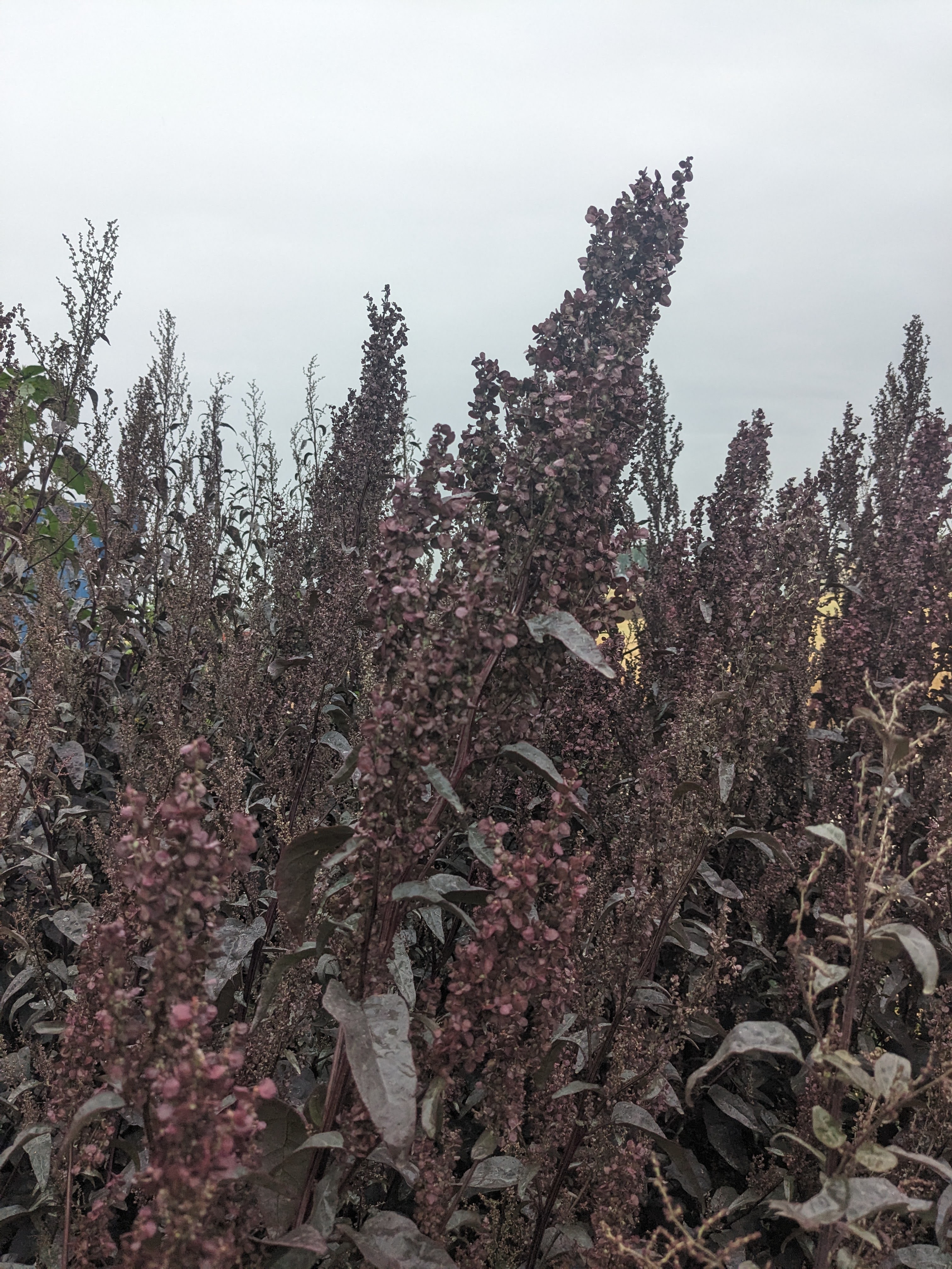 ATRIPLEX hortensis Copper Plume