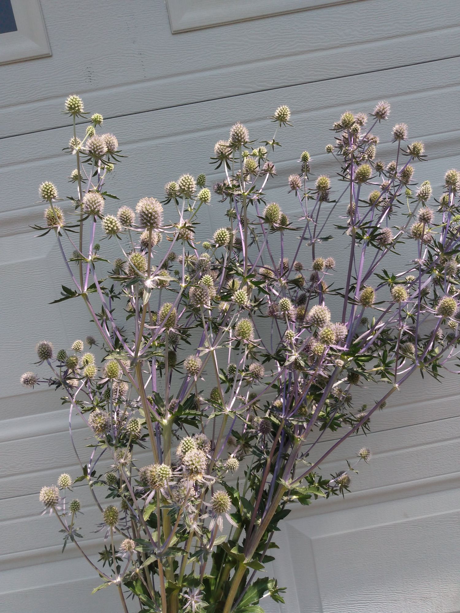 ERYNGIUM planum Blue Glitter