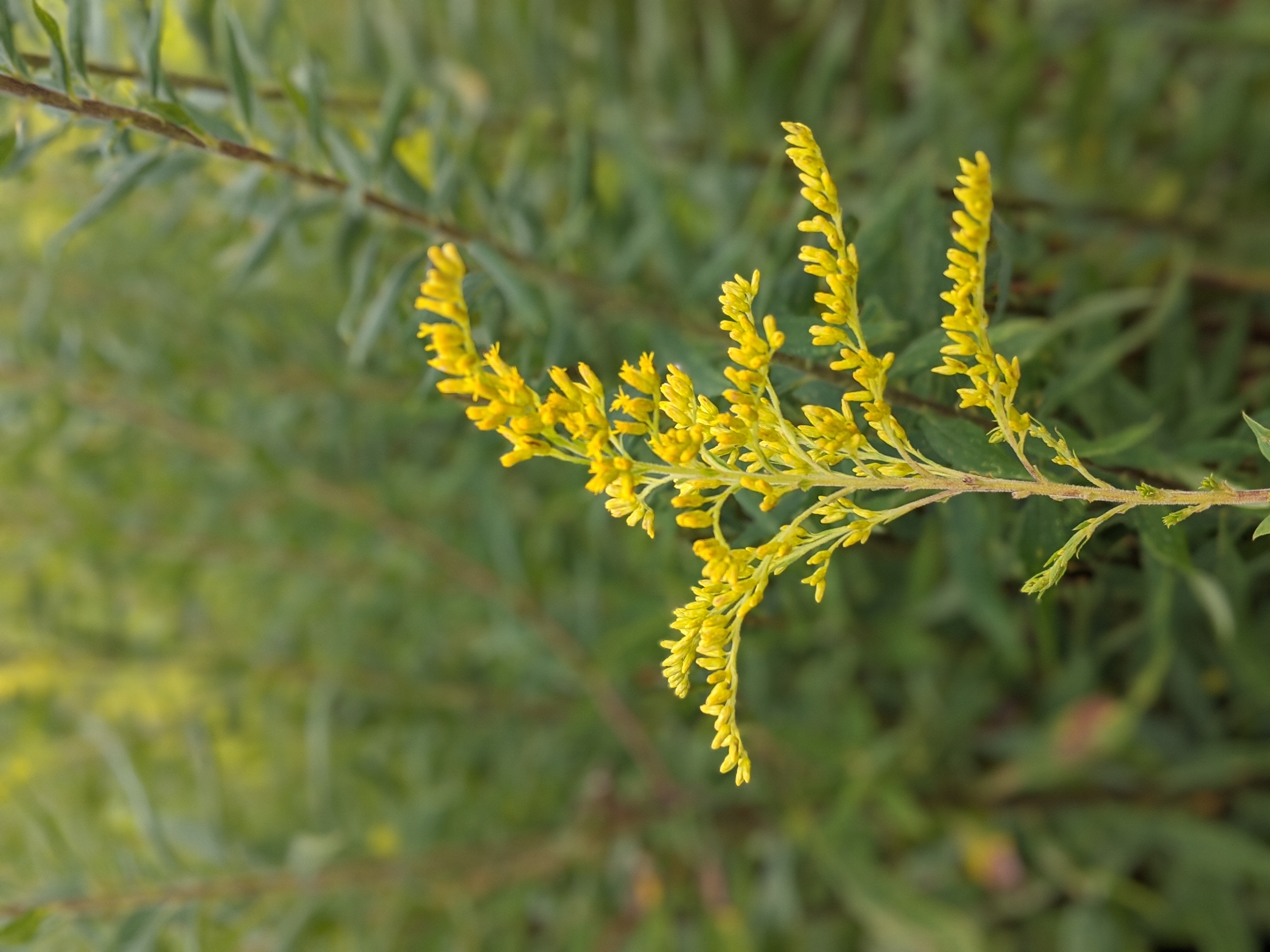 SOLIDAGO canadensis