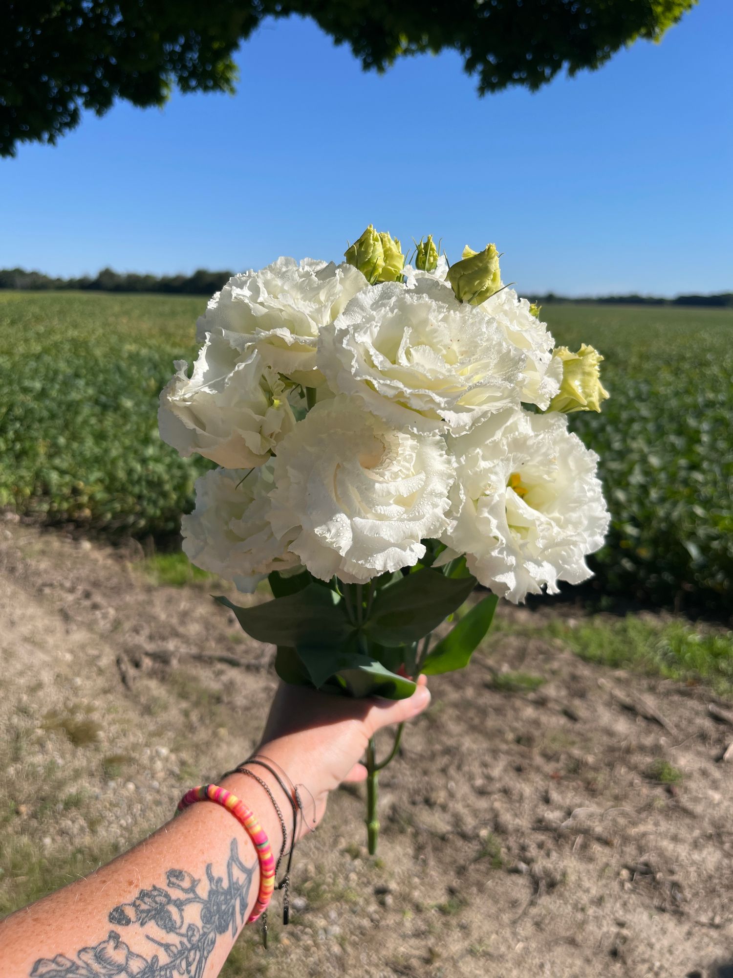 EUSTOMA grandiflorum Voyage