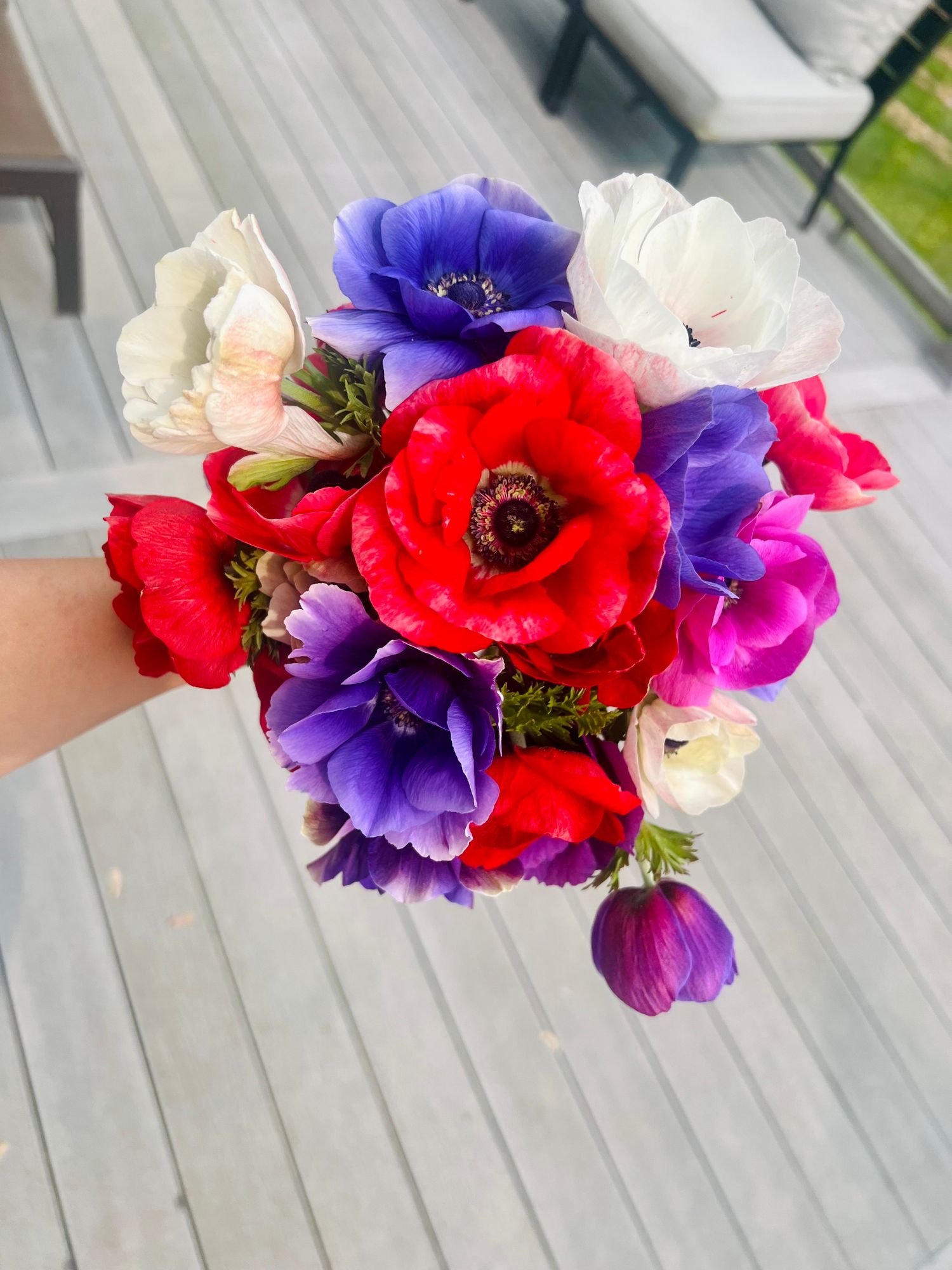 ANEMONE