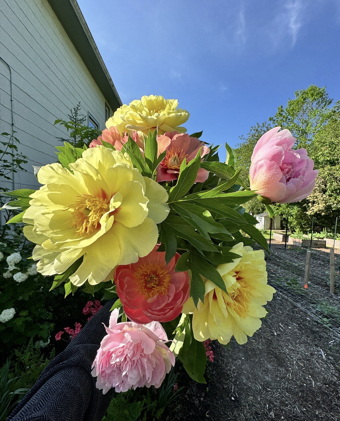 PAEONIA