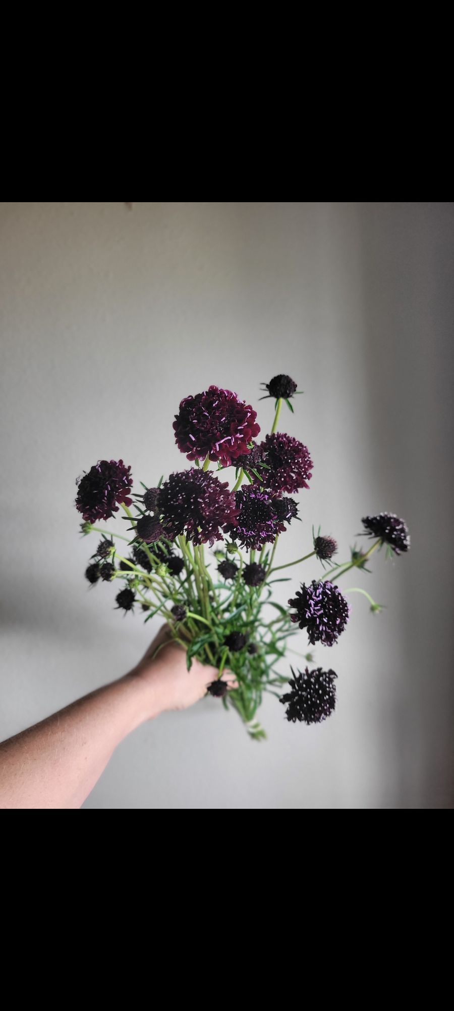 SCABIOSA atropurpurea Black Knight