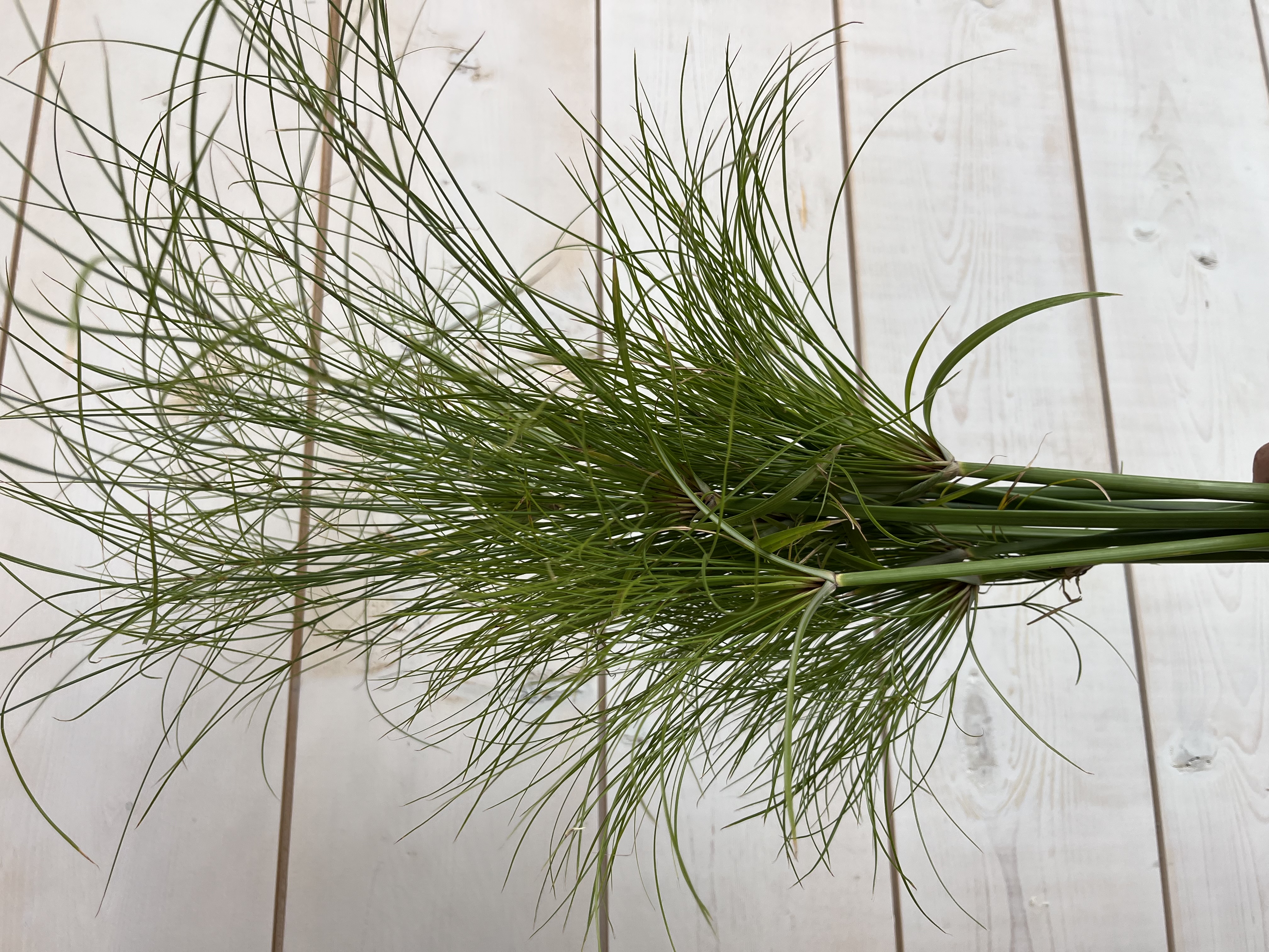 CYPERUS glaber