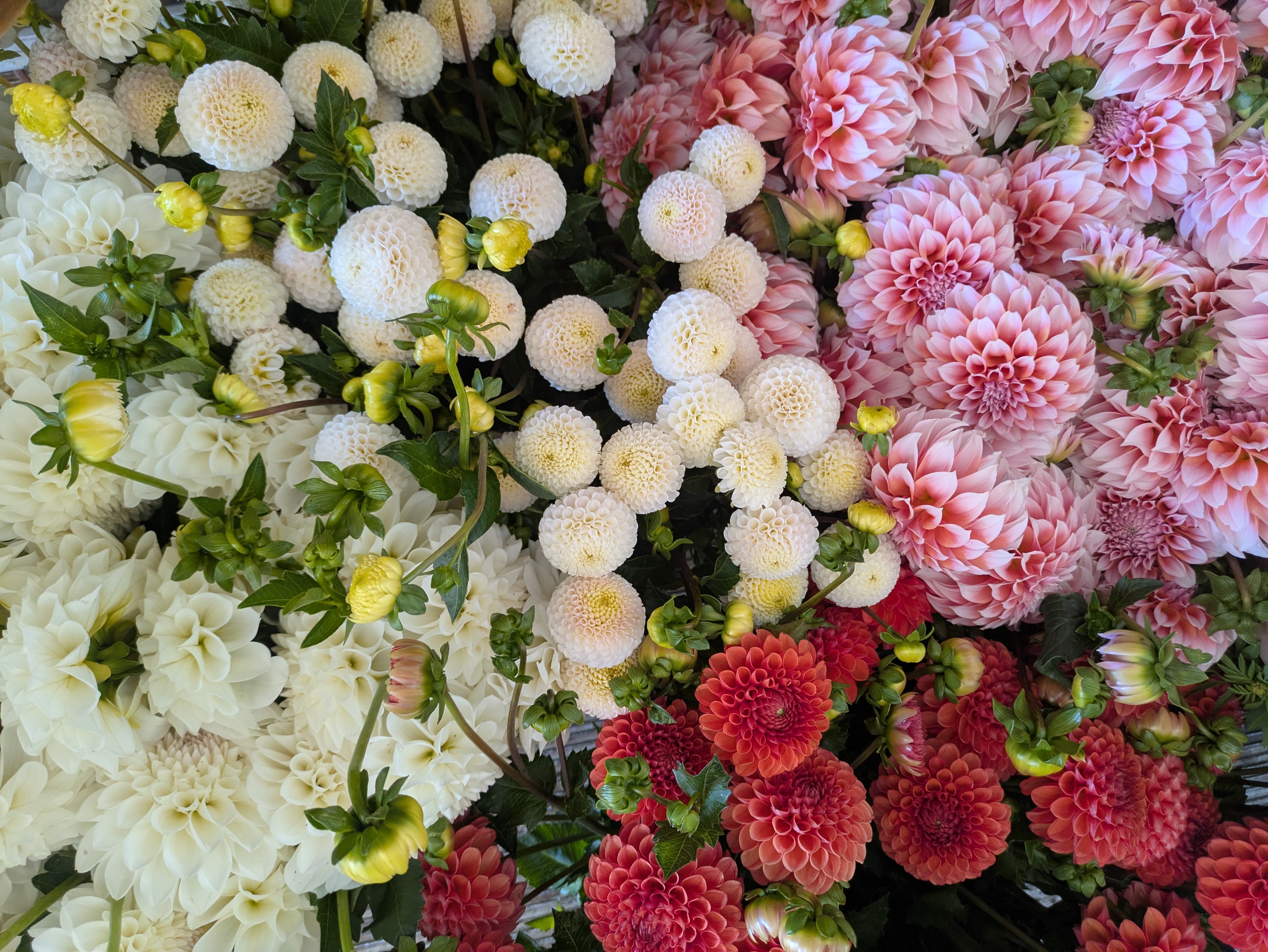 PNW Flower Growers Collective Banner