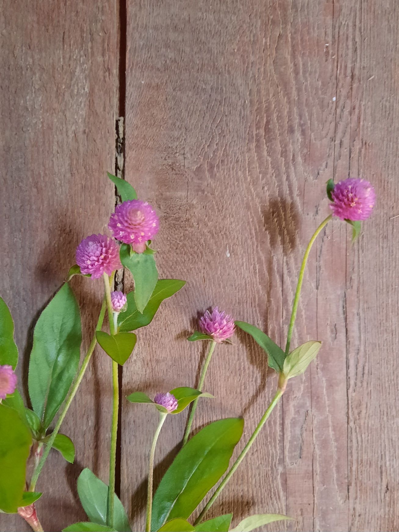 GOMPHRENA globosa Raspberry Cream