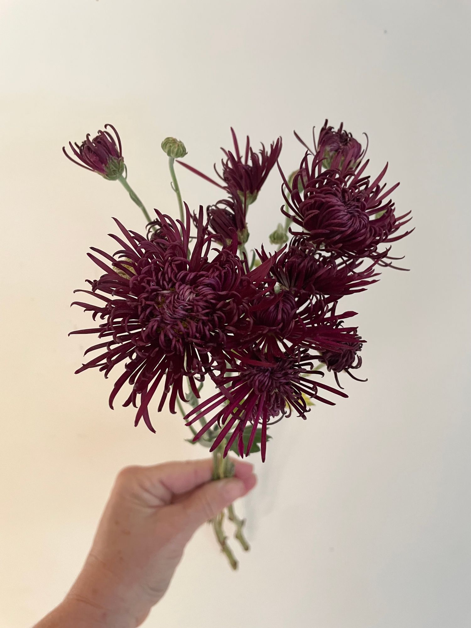 CHRYSANTHEMUM x morifolium Oriental Knight