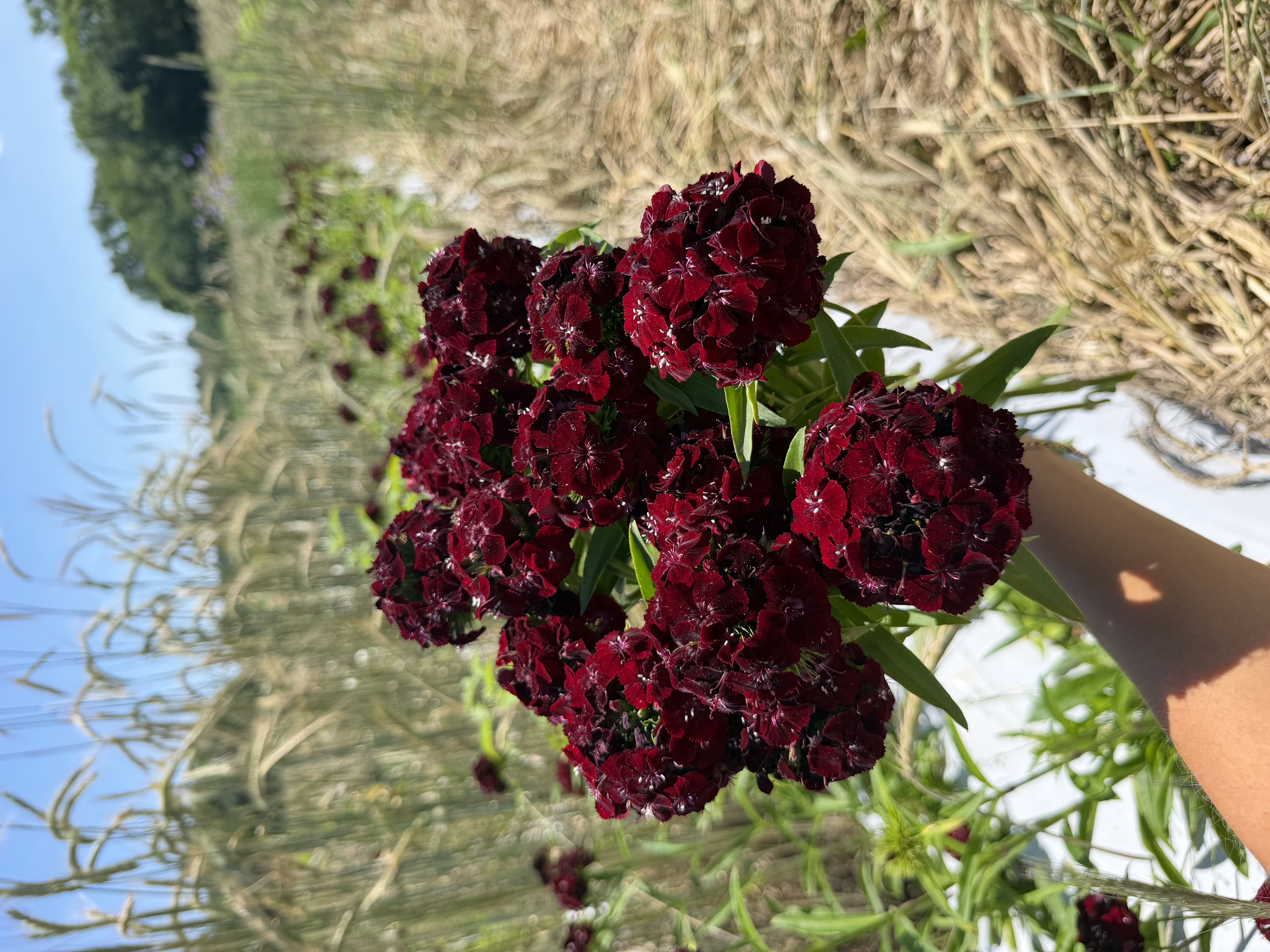 DIANTHUS barbatus Sweet Black Cherry