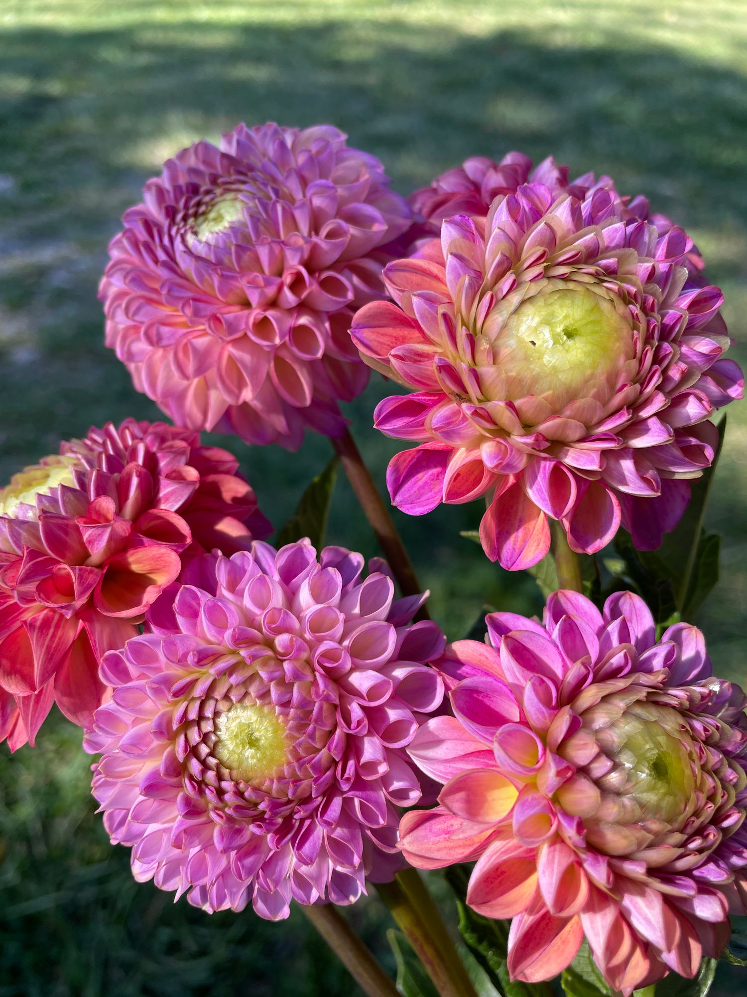 DAHLIA Caitlins Joy