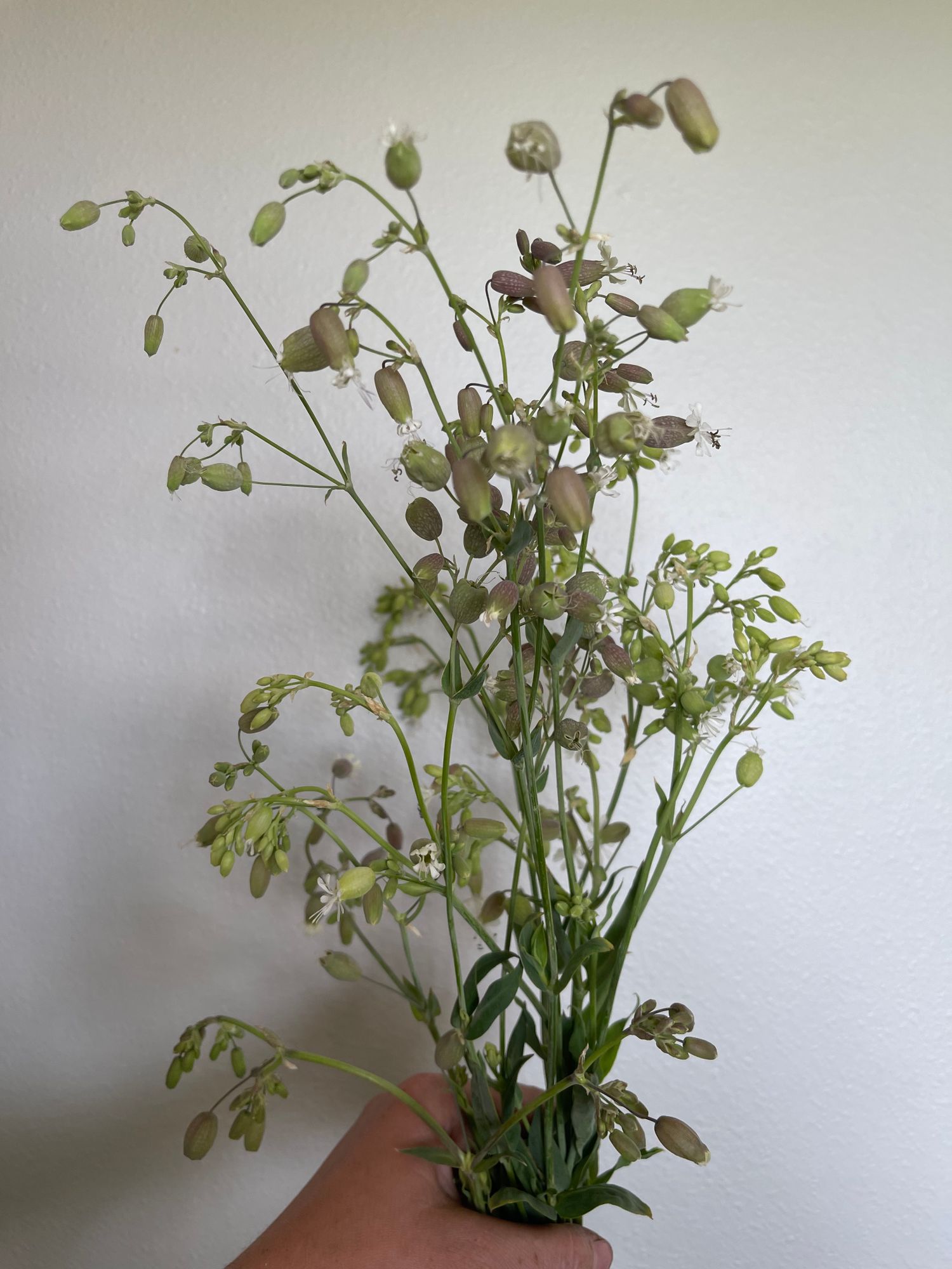 SILENE vulgaris Blushing Lanterns