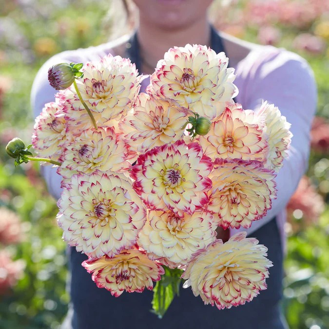 DAHLIA Decorative