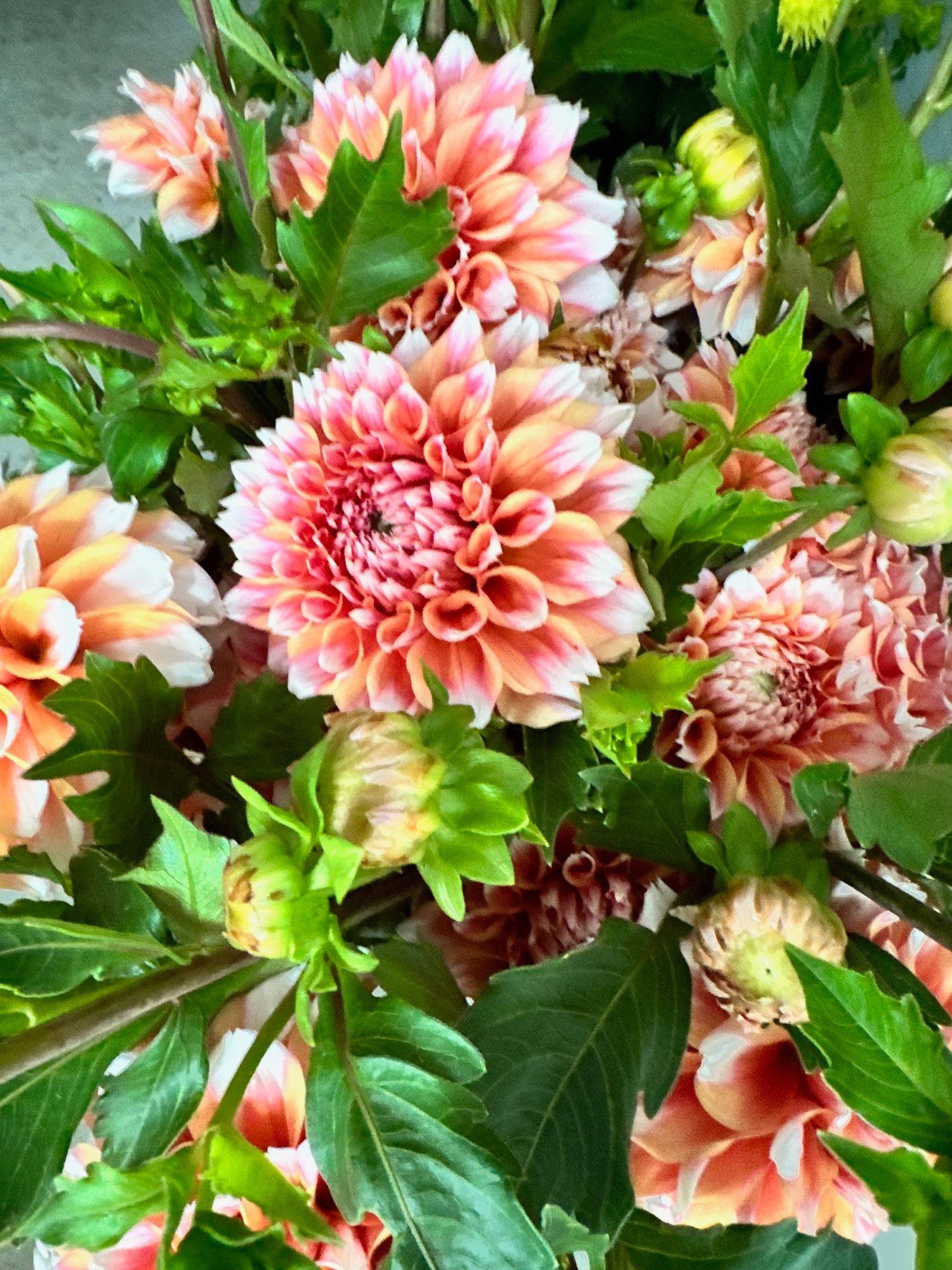 DAHLIA Hollyhill Orange Ice