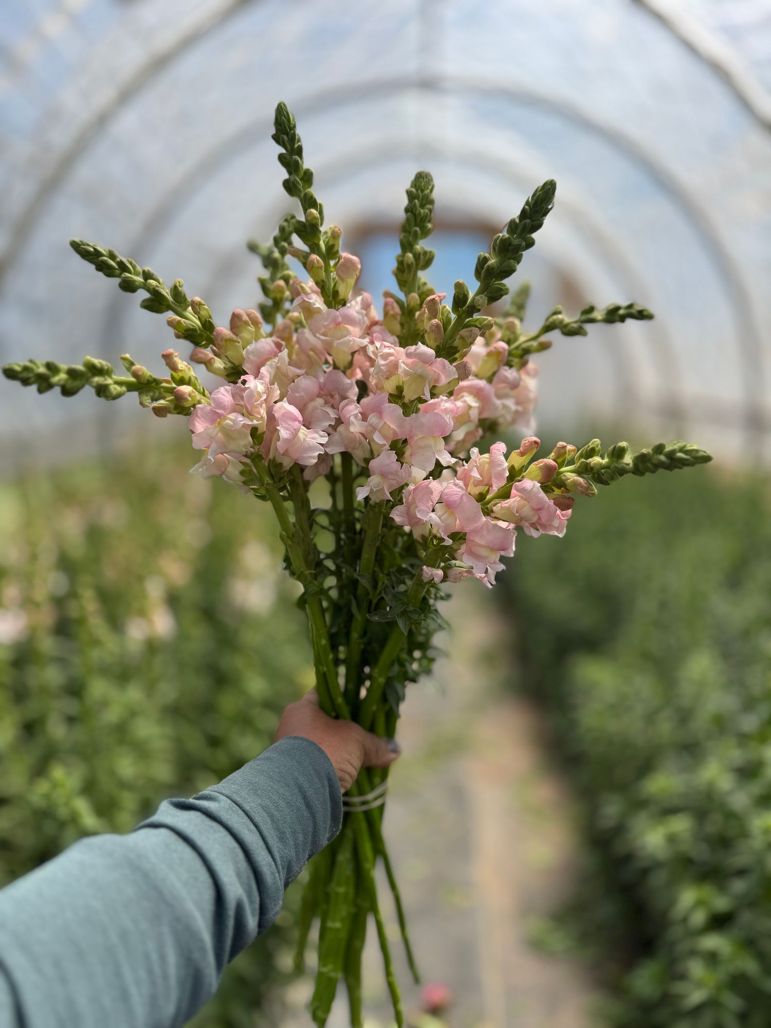 ANTIRRHINUM majus Costa Silver
