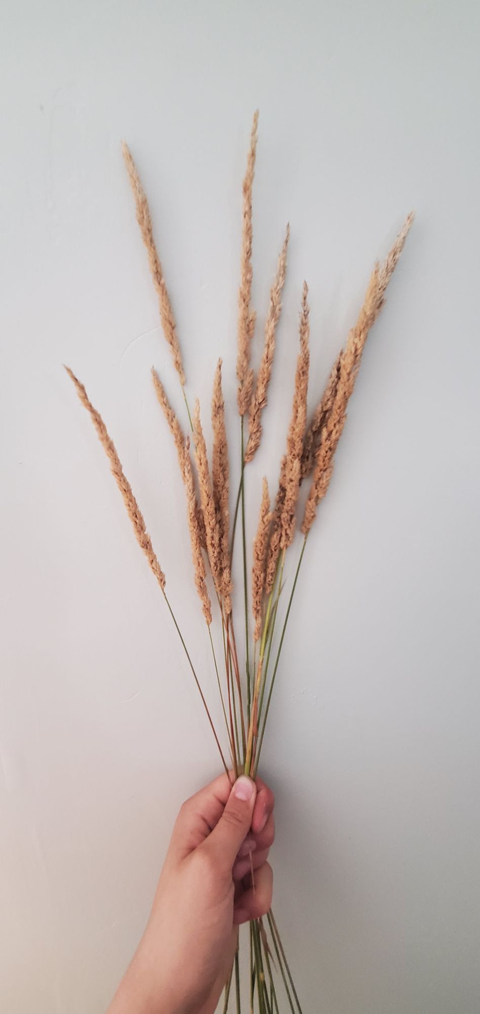 EQUISETUM