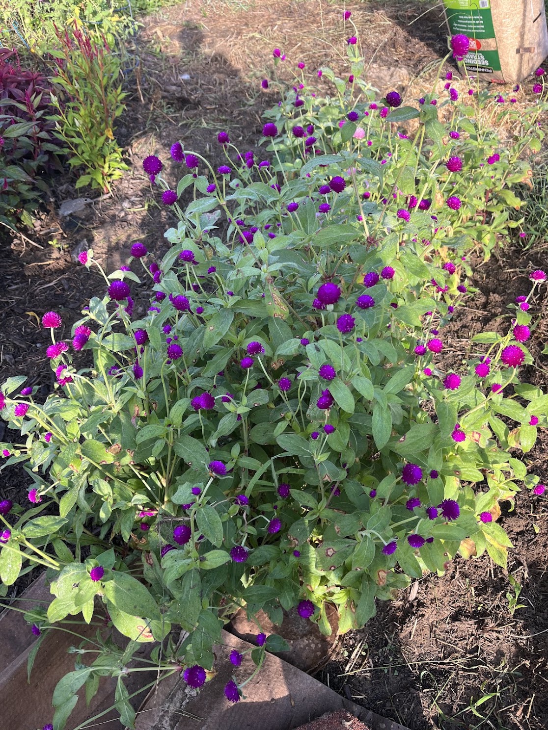 GOMPHRENA globosa QIS Purple