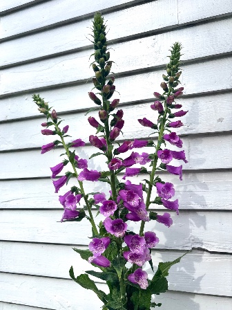 DIGITALIS purpurea Dalmation Rose
