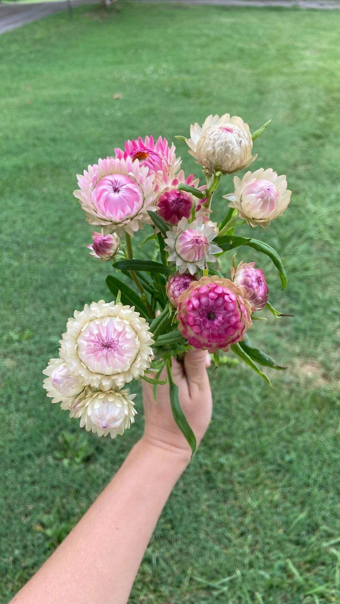 XEROCHRYSUM bracteatum Bright Rose