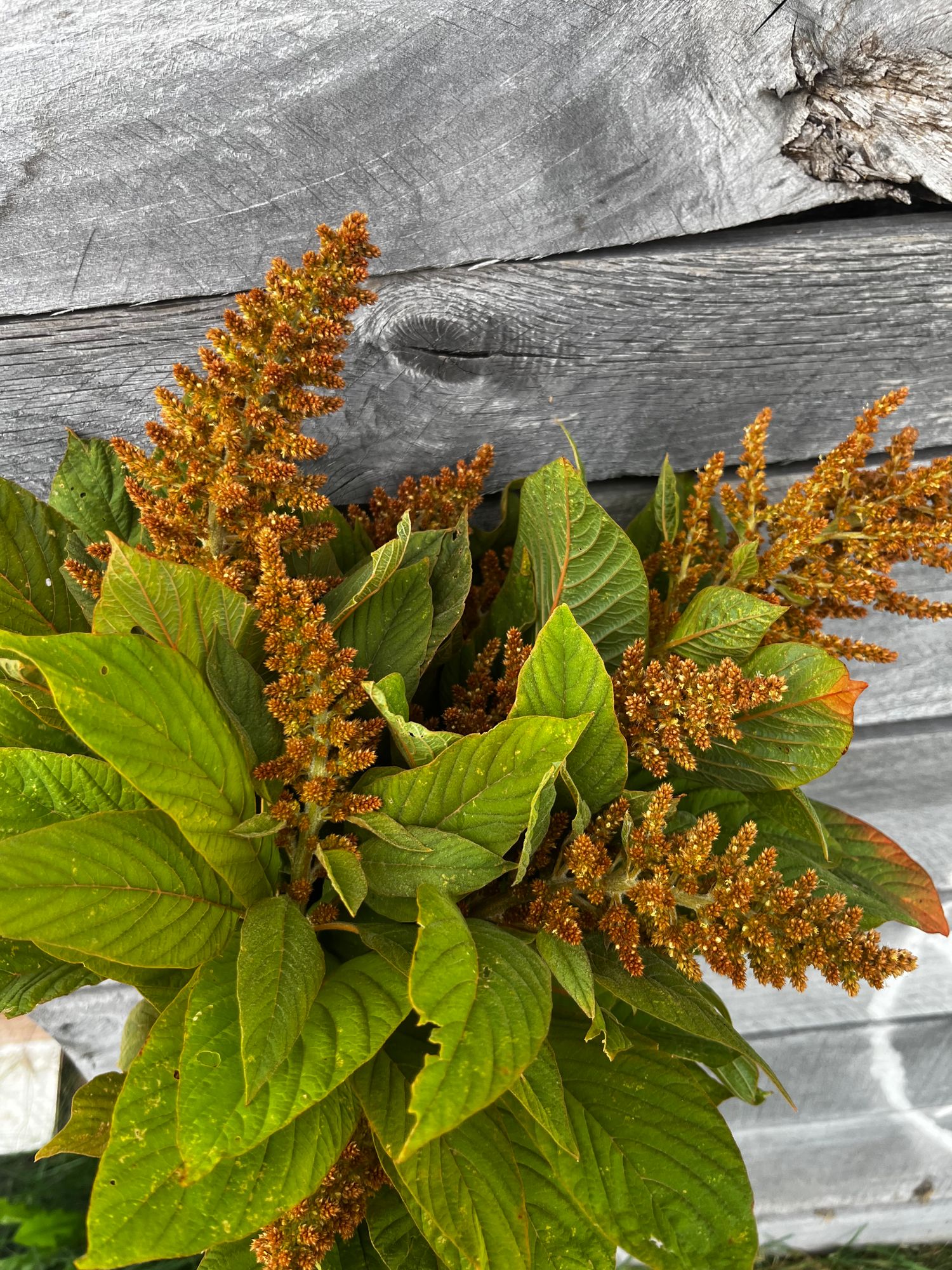 AMARANTHUS cruentus Autumn Touch