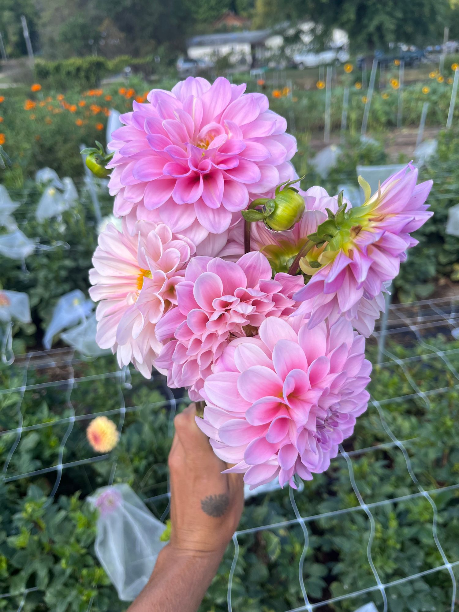 DAHLIA Sweet Nathalie